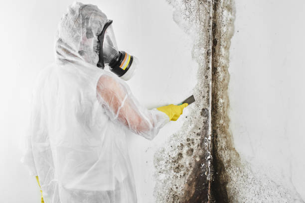 Why You Should Choose Our Mold Remediation Services in Oaklawn Sunview, KS